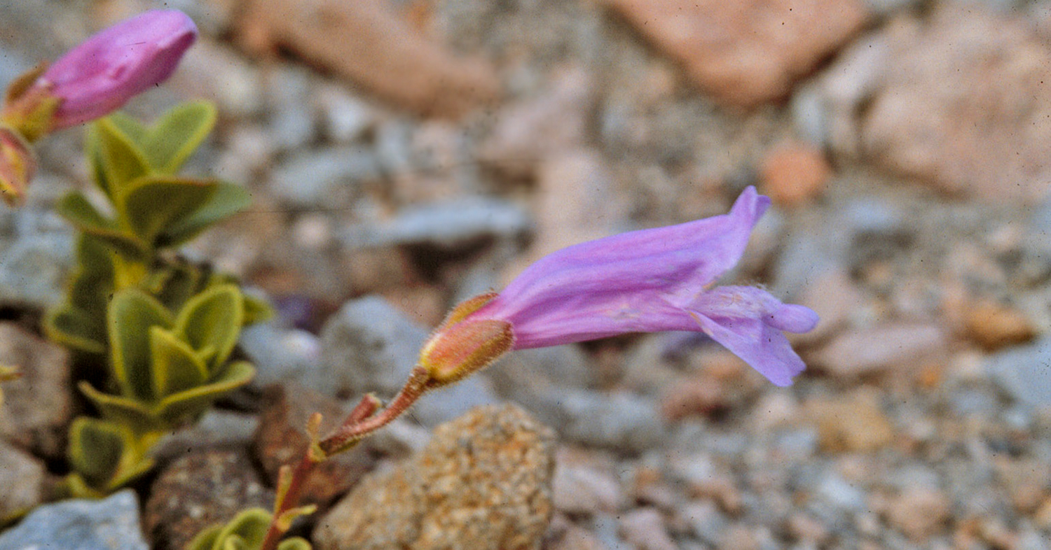 penstemon