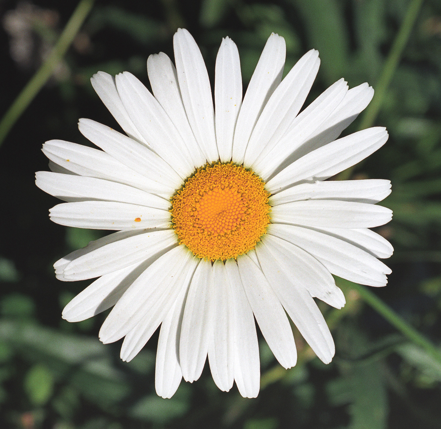 shasta daisy