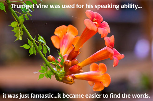 trumpet-vine