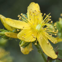 st johnswort