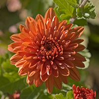 chrysanthemum