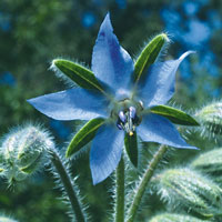 borage