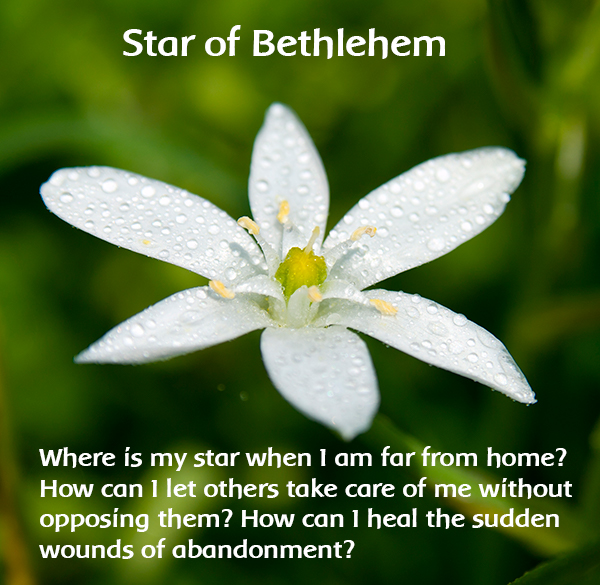 Star of Bethlehem