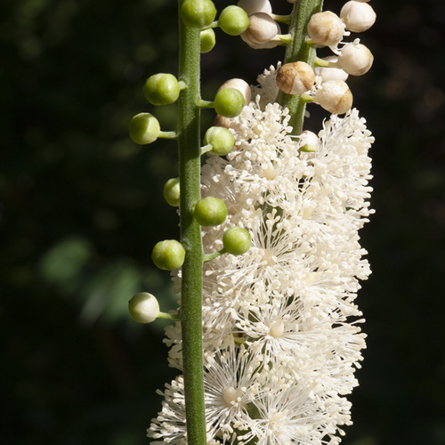 Black Cohosh