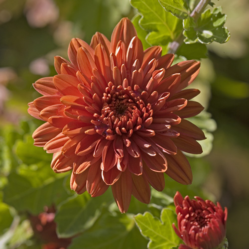 Chrysanthemum