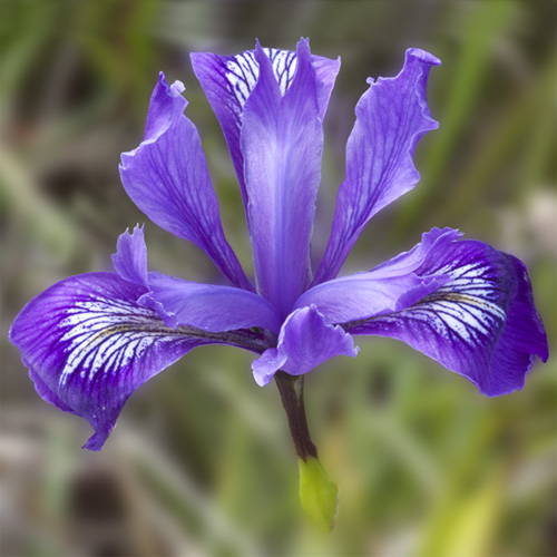 Iris