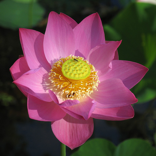 Lotus