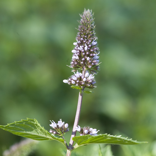 Peppermint