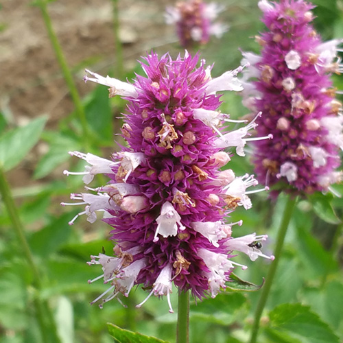 Hyssop