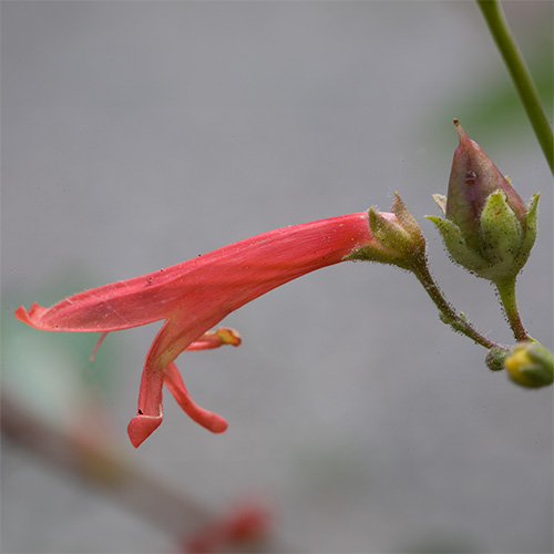Red Penstemon