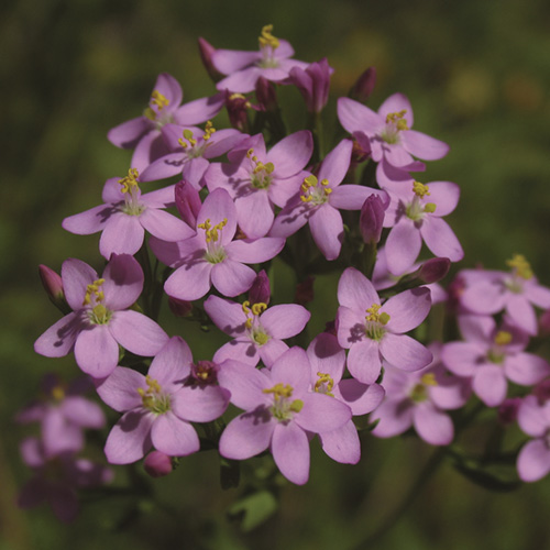 Centaury