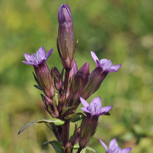 Gentian