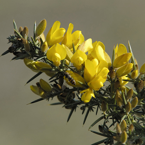 Gorse