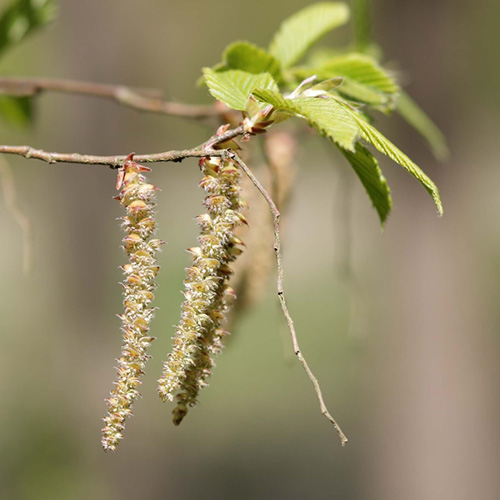 Hornbeam