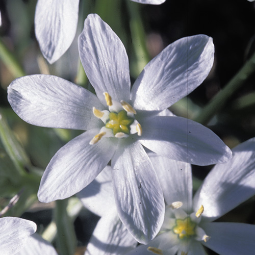 Star of Bethlehem