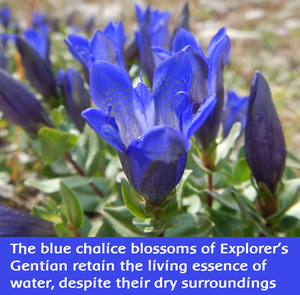 Explorer Gentian flowers