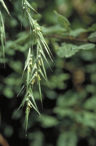 Wild Oat