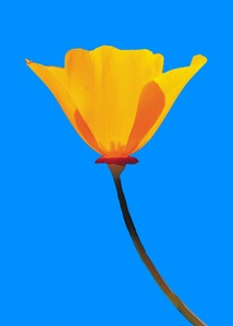 California Poppy
